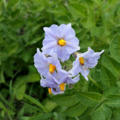 Flower of the English heirloom potato variety 'Myatt's Ashleaf'
