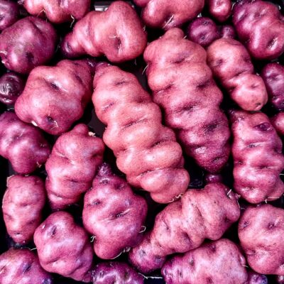 Tubers of the Cultivariable original potato variety 'Blue Spruce'
