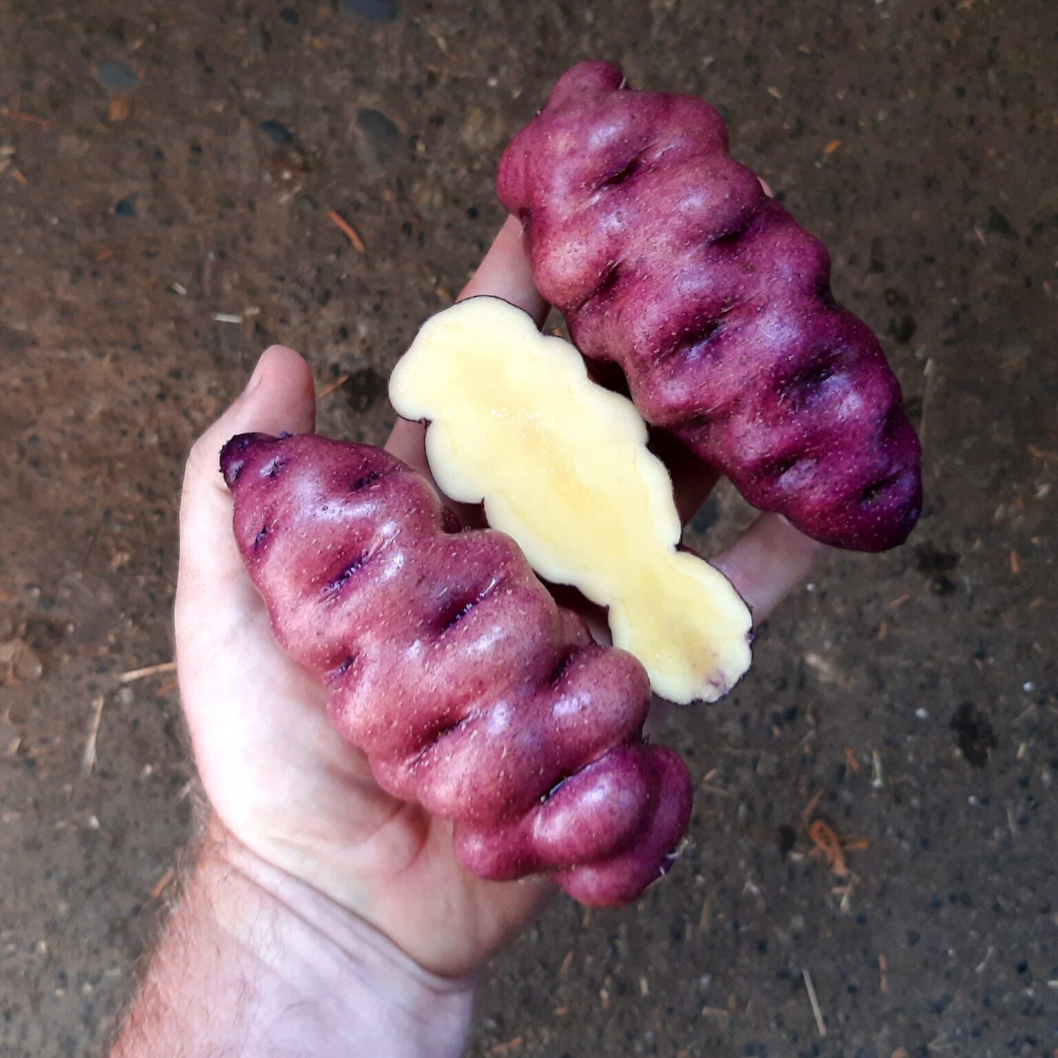 Tubers of the Cultivariable original potato variety 'Blue Spruce'