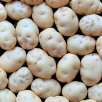 Tubers of the Spanish heirloom potato (Solanum tuberosum) variety 'Fina de Carballo'