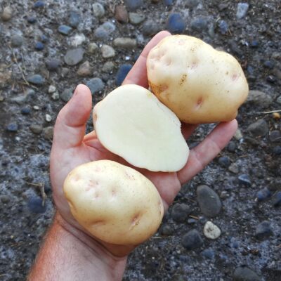 Tubers of the Spanish heirloom potato (Solanum tuberosum) variety 'Fina de Carballo'
