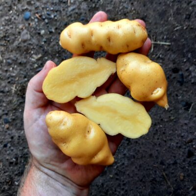 Tubers of the Cultivariable original potato variety 'Melosilla'