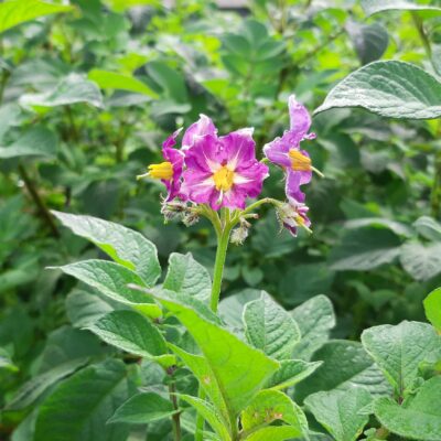 Flowers of the Chilean heirloom potato (Solanum tuberosum) variety 'Papa Cacho'