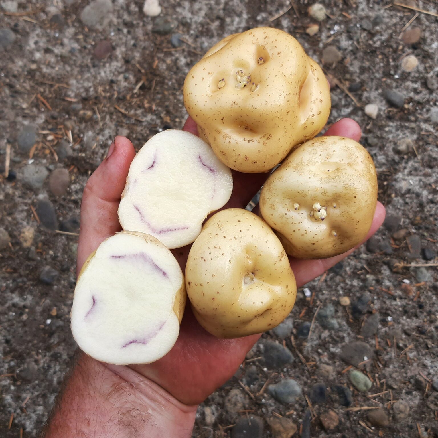 Tubers of the Cultivariable original potato variety 'Inner Secret'