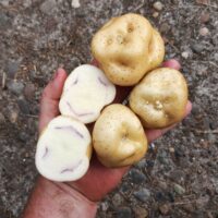 Tubers of the Cultivariable original potato variety 'Inner Secret'