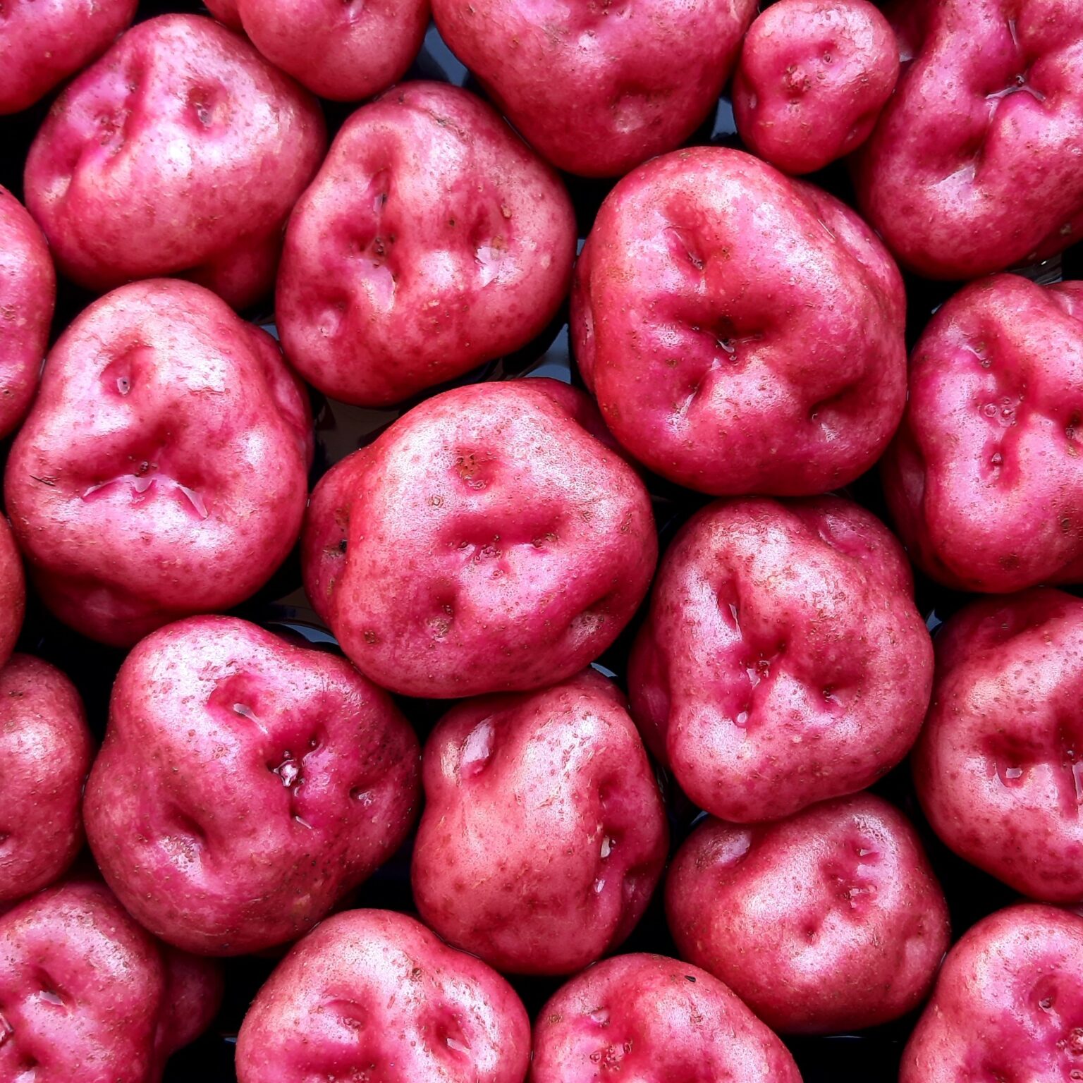 Tubers of the Cultivariable original potato variety 'Kinda Llumpy'