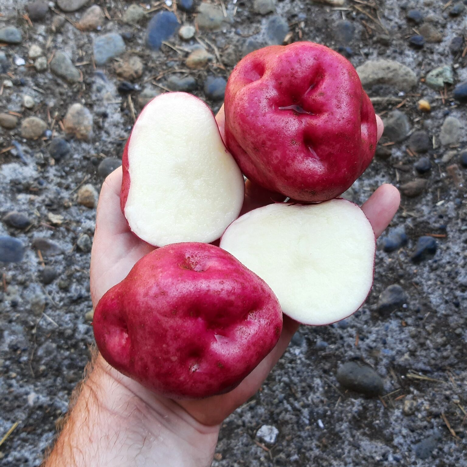 Tubers of the Cultivariable original potato variety 'Kinda Llumpy'