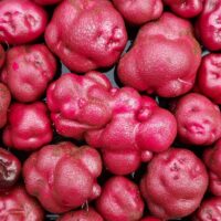 Tubers of the Cultivariable original potato variety 'Lookin' Llumpy'