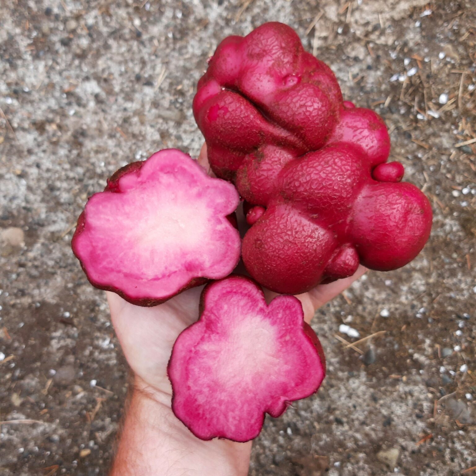 Tubers of the Cultivariable original potato variety 'Lookin' Llumpy'