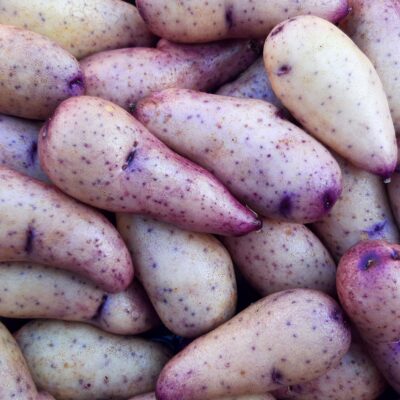 Tubers of the Cultivariable original potato variety 'Twanoh y Azul'