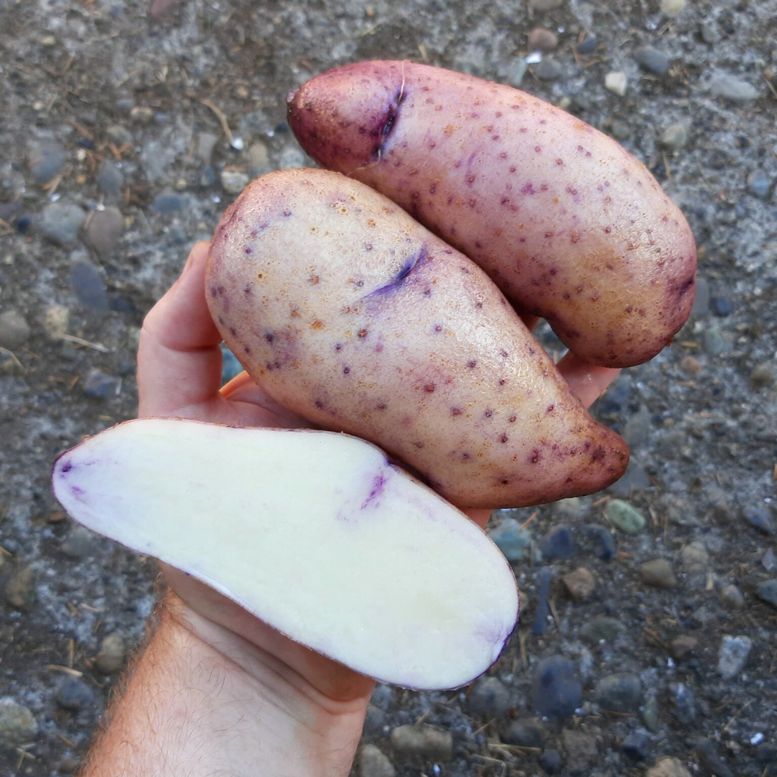 Tubers of the Cultivariable original potato variety 'Twanoh y Azul'
