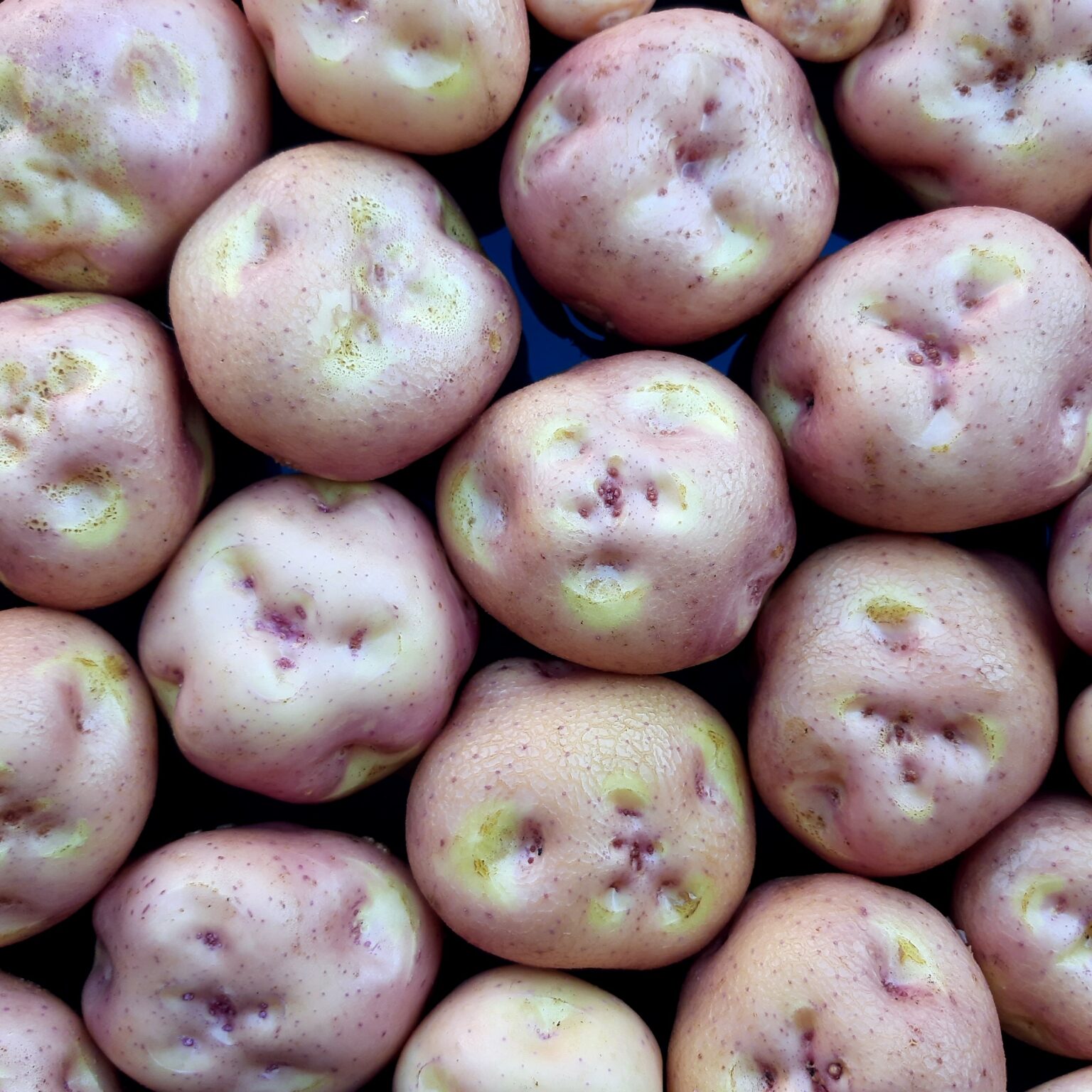 Tubers of the Cultivariable original potato variety 'Haynisisoos'