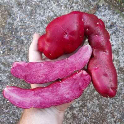 Tubers of the Cultivariable original potato variety 'Portly Fingerling'