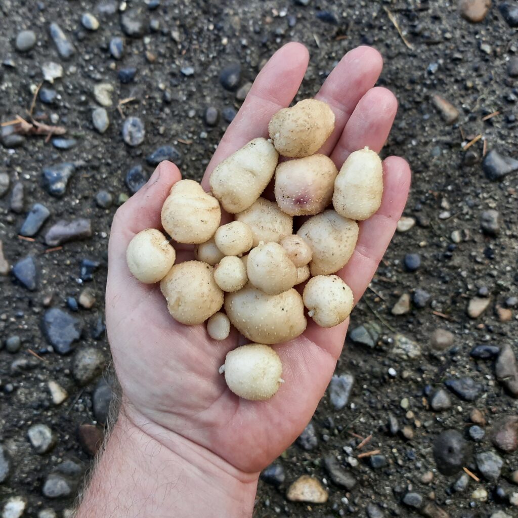 Cultivariable