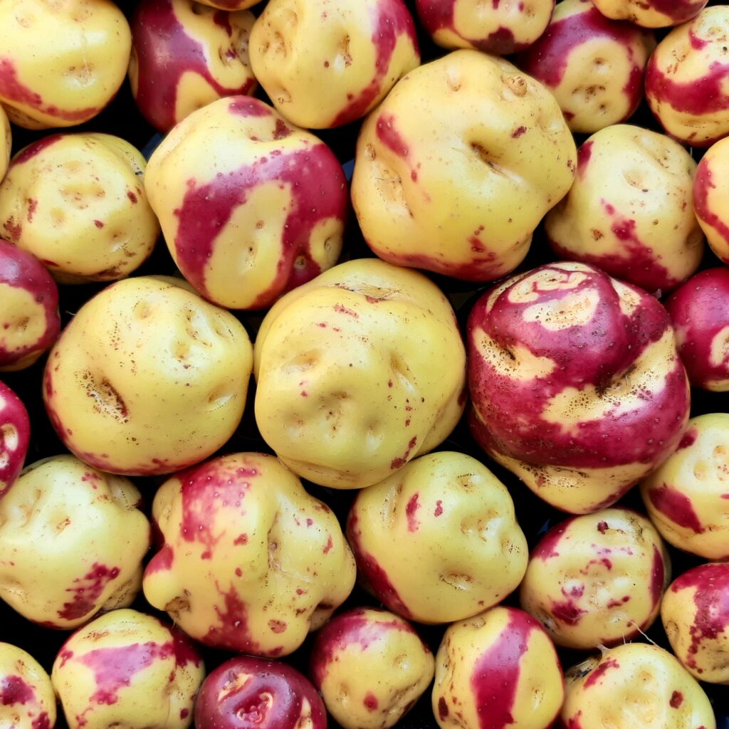True Potato Seeds (TPS), Trippy Banana, 100 seeds – Cultivariable