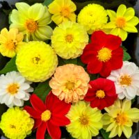 Dahlia, Kaiser's Gems, 50 seeds